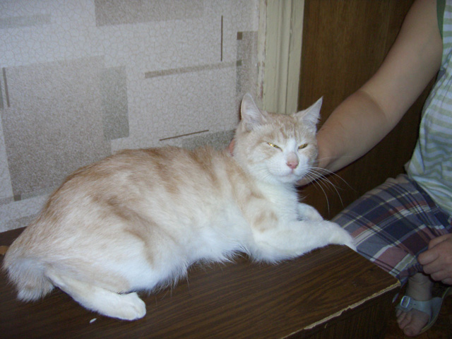 http://e-horizon.ru/qsu/livejournal/cats/koshka.jpg